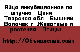 Яйцо инкубационное по штучно › Цена ­ 80 - Тверская обл., Вышний Волочек г. Животные и растения » Птицы   